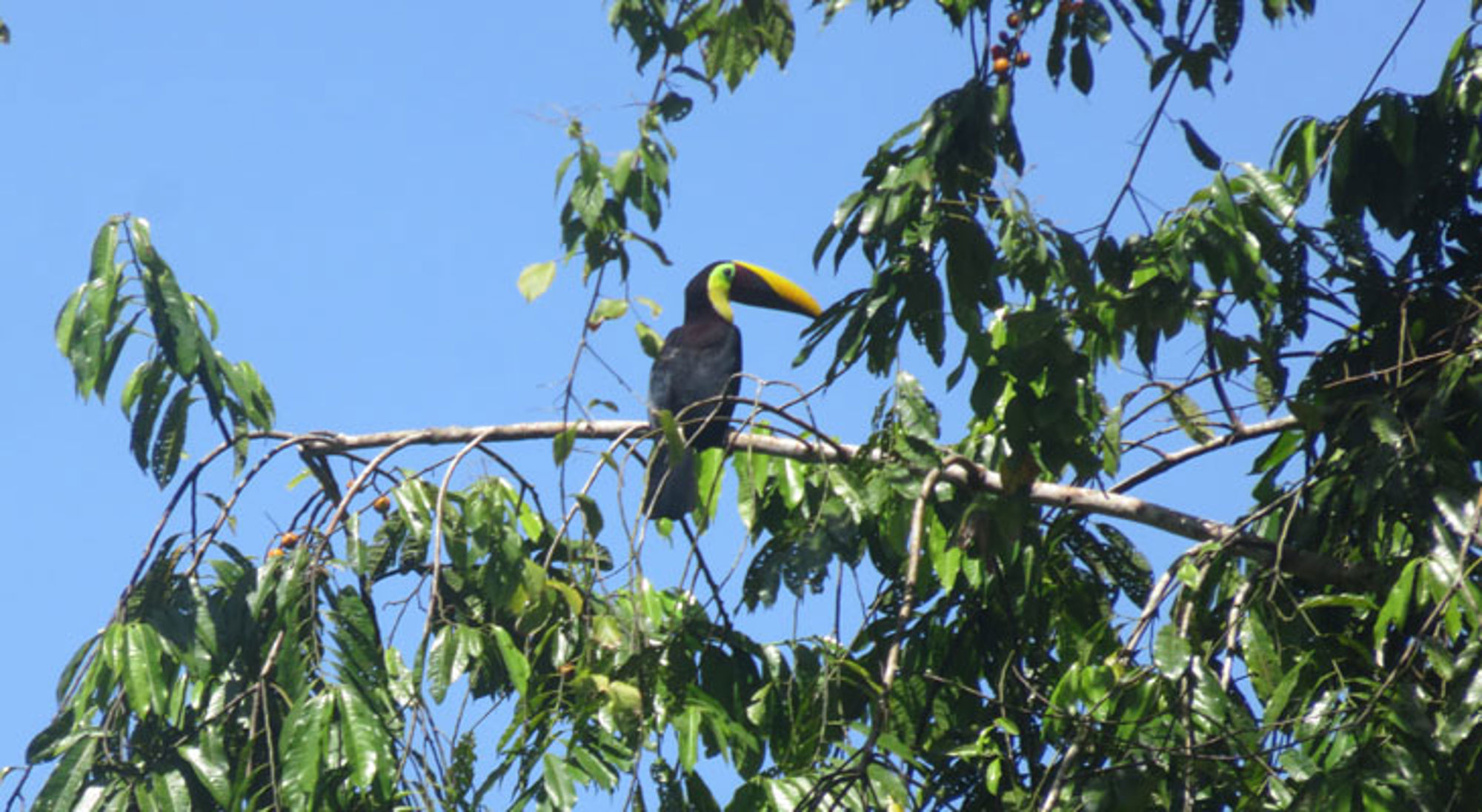 Toekan Corcovado Toekan met gele snavel in een boom tussen groene bladeren tegen een blauwe lucht.