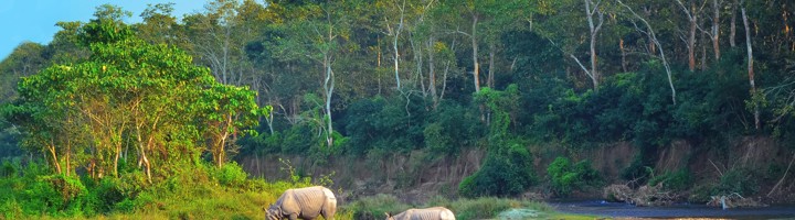 Neushoorns aan de rivier in Chitwan National Park, Nepal.