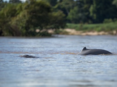 Irrawaddydolfijnen in de Mekong bij de 4000 eilanden, Laos.