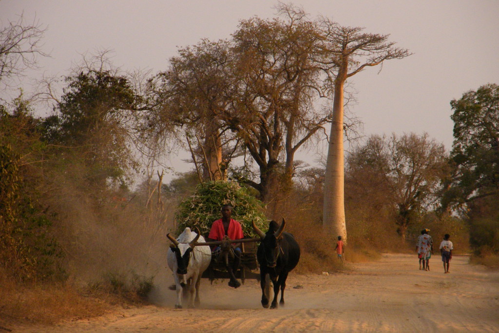 Ossenkar op een zandweg langs baobabbomen in Madagascar tijdens een groepsrondreis.