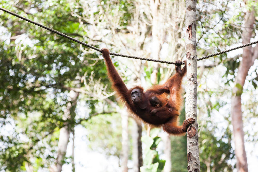 Orang-oetan slingert aan een touw tussen de bomen in het regenwoud van Kalimantan, Indonesië.