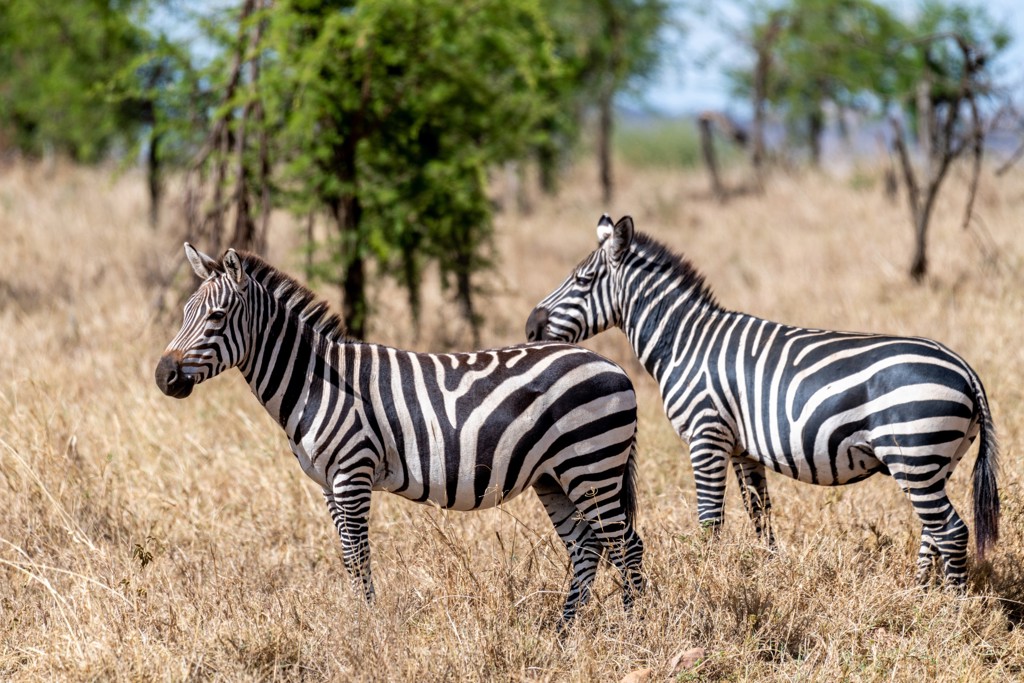 Twee zebra’s in de savanne tijdens een groepsrondreis Kenia en Tanzania Totaal.