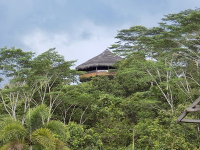 Boomhut met rieten dak boven het regenwoud op Kalimantan.