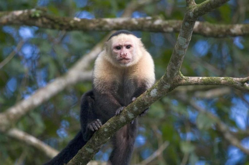 Luiaard in de boom tijdens 22-35ers reis Costa Rica.