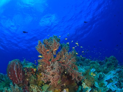 Kleurrijk koraalrif met tropische vissen in helderblauw water bij Bali en Sulawesi.
