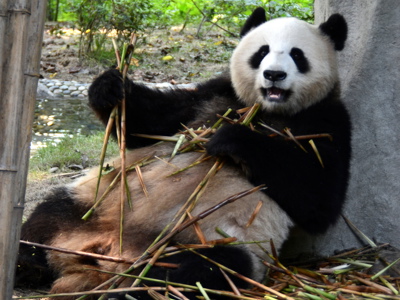 Reuzenpanda eet bamboe in een natuurpark in China tijdens de Route China, 17 dagen.