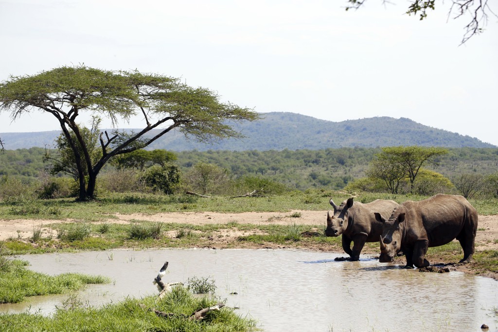 Twee neushoorns drinken bij een waterpoel in de Zuid-Afrikaanse savanne tijdens een 22-35ers reis.