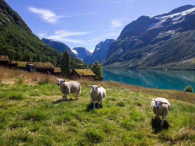 Schapen in een groene weide bij een Noors fjord, met bergen op de achtergrond.