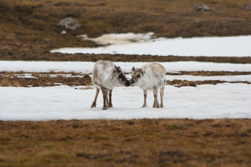 Zeilschip de Antigua vaart langs besneeuwde bergen en fjorden bij Spitsbergen.