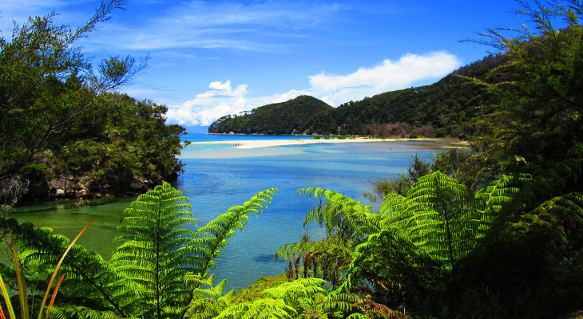 Abel Tasman Nationaal Park in Nieuw-Zeeland Uitzicht op een blauwe baai met zandbank, groene heuvels en varens onder een heldere lucht.