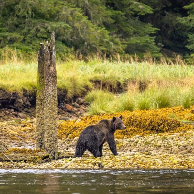 Bruine beer loopt langs de rotsige kust op Vancouver Island tijdens bear watching.