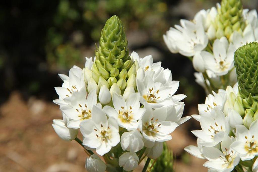 Wandelaar met rugzak op een bergpad op Madeira, met uitzicht op groene heuvels en de oceaan.