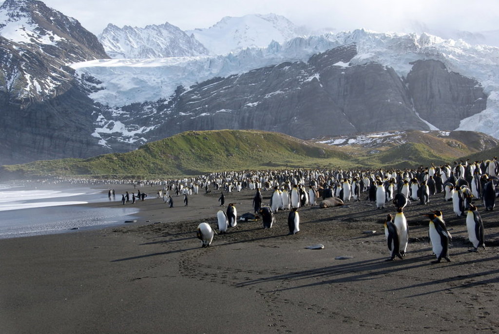 Koningspinguïns op zwart zandstrand met besneeuwde bergen op de achtergrond tijdens groepsrondreis Antarctica.