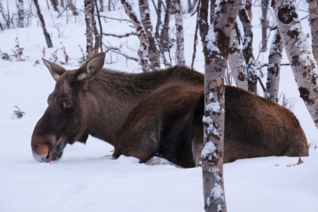 Rendier in besneeuwd bos tijdens groepsrondreis Zweeds en Noors Lapland.