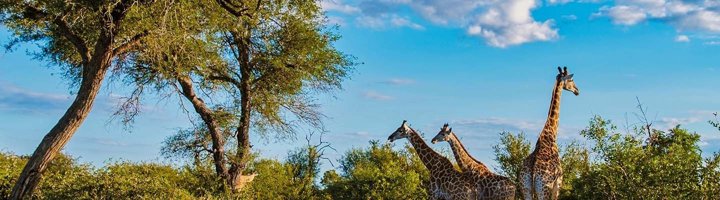 Giraffen tussen acaciabomen in het Krugerpark, Zuid-Afrika.