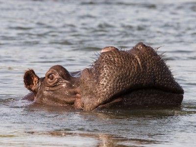 Nijlpaard steekt met kop boven water uit in een rivier op de route Windhoek - Victoria Falls.