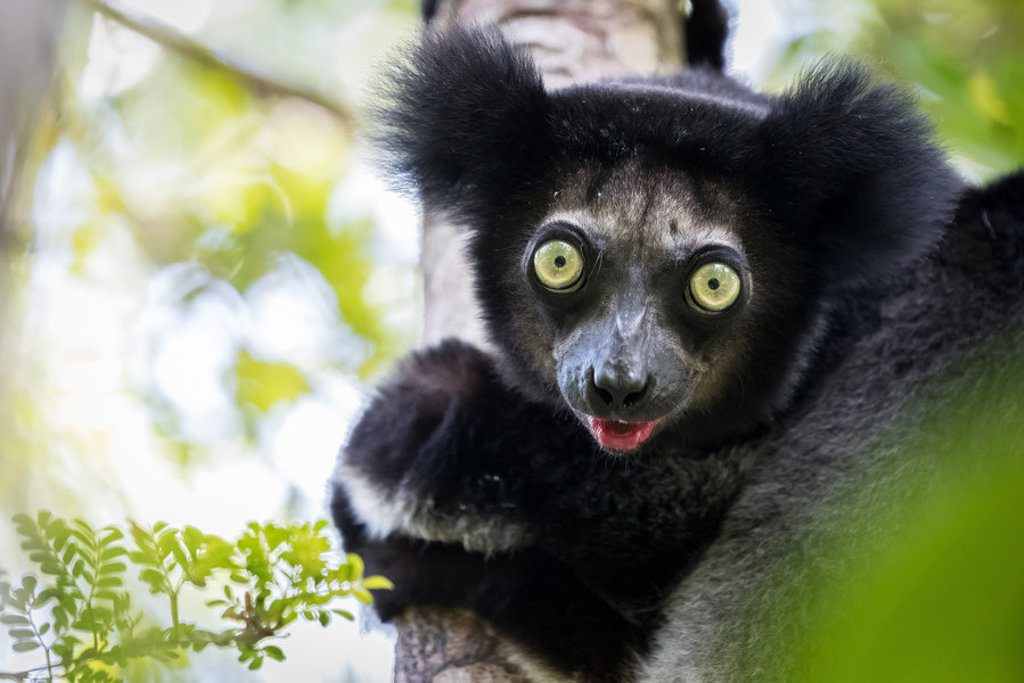 Zwarte lemur met grote ogen in de bomen van Madagascar tijdens een familiereis.