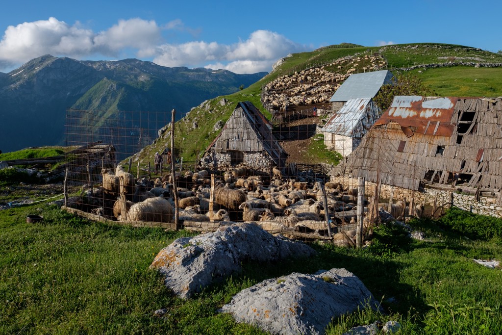 Schapen bij berghutten op een groene bergweide in Bosnië en Herzegovina, met uitzicht op het berglandschap.