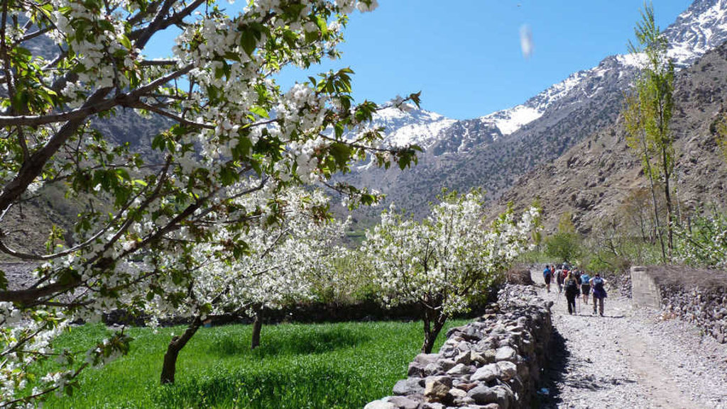 Wandelaars op een bergpad langs bloeiende fruitbomen in de Atlas, tijdens de wandelvakantie Marokko naar Mount Toubkal.