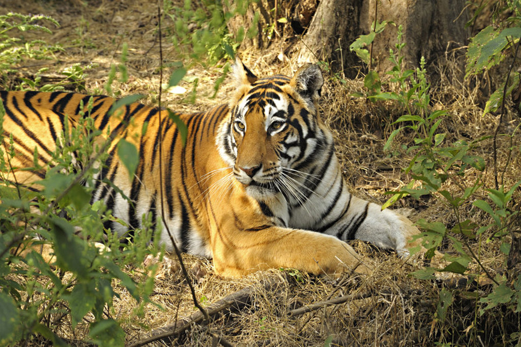 Bengaalse tijger rustend in het bos tijdens een 22-35ers reis door India.