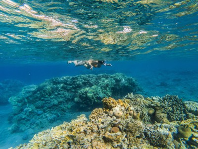 Snorkelen boven kleurrijk koraalrif in de Rode Zee tijdens de route Israël en de Palestijnse gebieden (12 dagen).