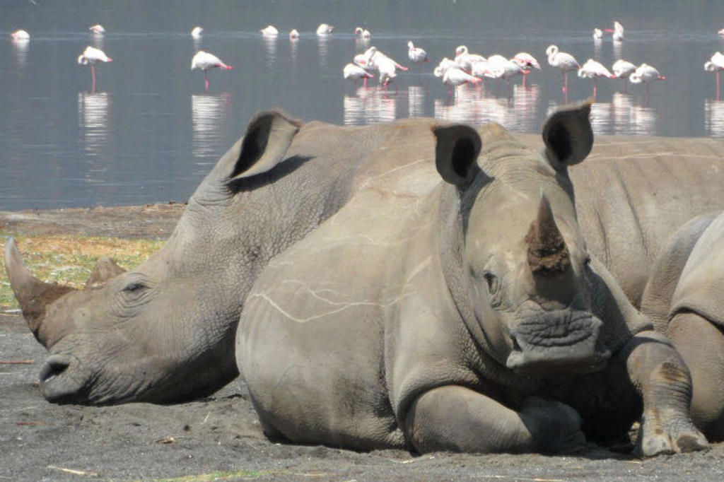 Twee neushoorns rusten bij een meer in Kenia, met flamingo’s op de achtergrond.