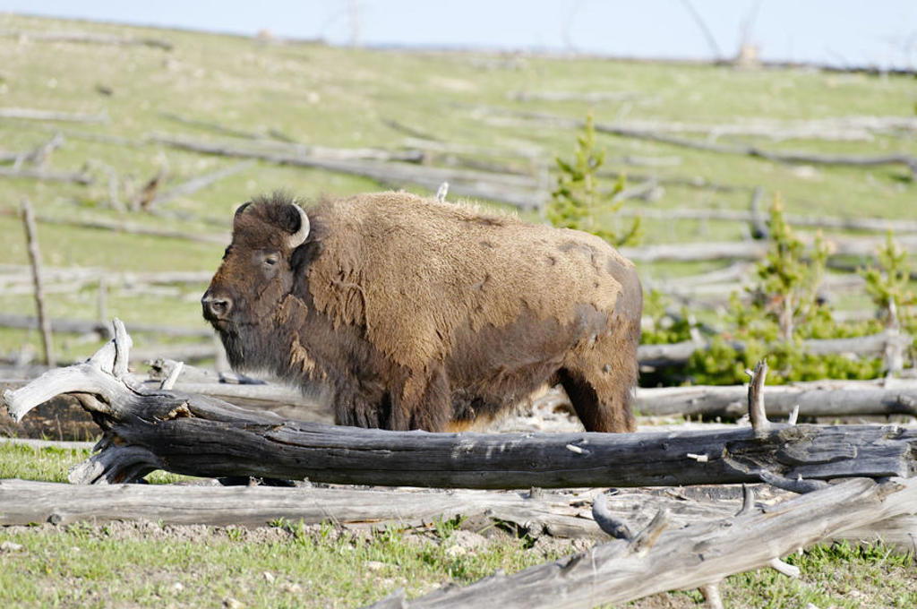 Bizon in Yellowstone National Park tijdens groepsrondreis Verenigde Staten Noordwest.