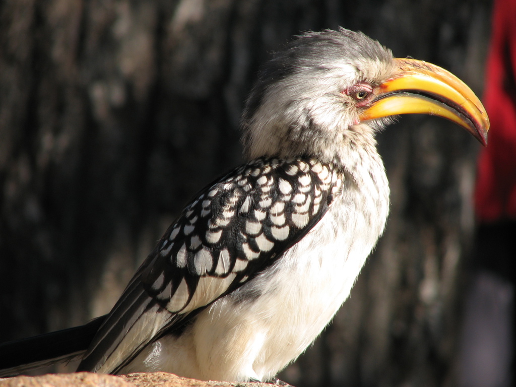 Close-up van een geelbekneushoornvogel in Zuid-Afrika.