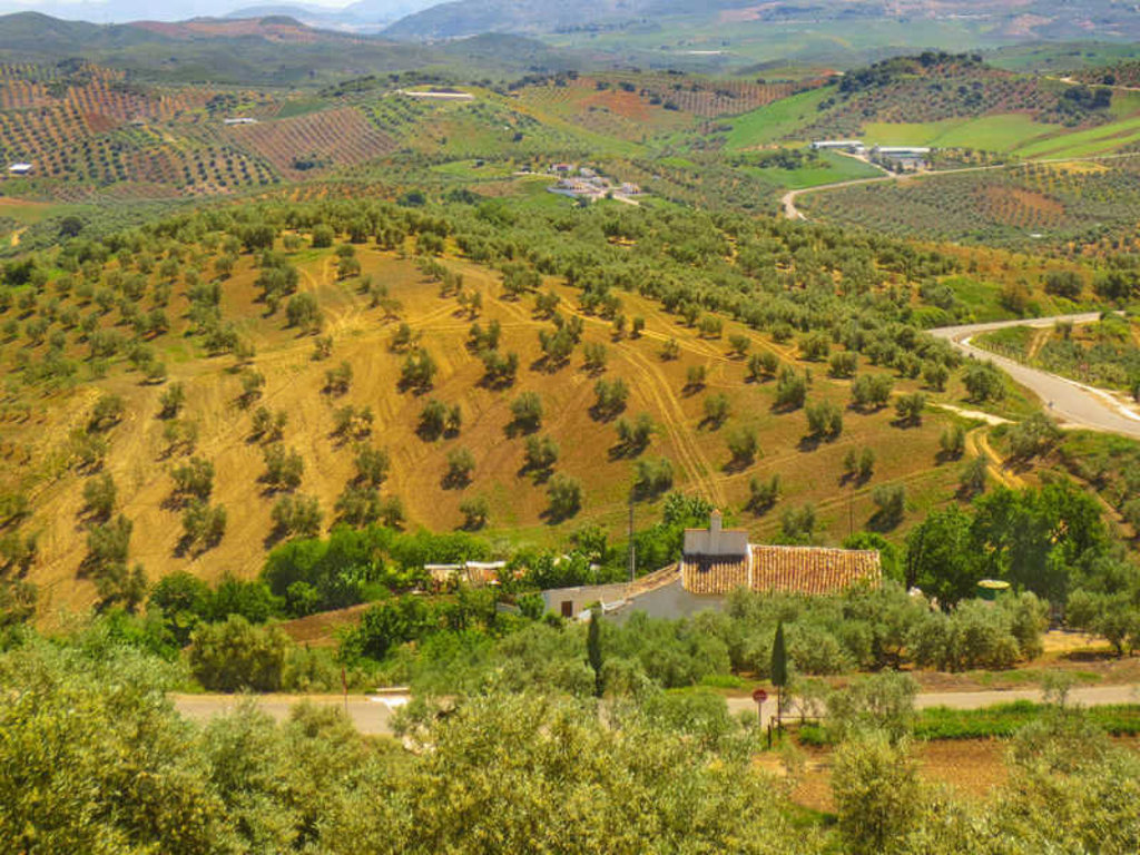 Heuvels met olijfgaarden en landweggetjes in Andalusië, Spanje, tijdens een wandelvakantie.