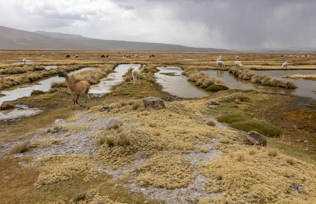 Vicuña’s en alpaca’s op de Altiplano in Peru, bij ondiepe waterplassen onder een dreigende lucht.