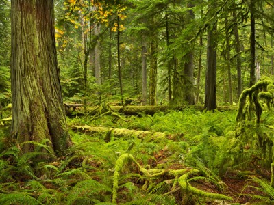 Groen regenwoud met hoge bomen, mos en varens langs de Route Canada.