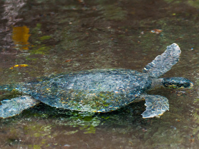 Zeeschildpad zwemt in ondiep water bij de Galapagoseilanden.
