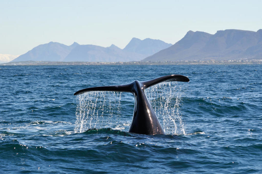 Walvisstaart boven zee bij de kust van Zuid-Afrika, met bergen op de achtergrond.