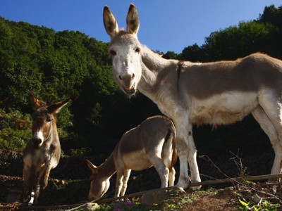 Ezels in het groene berglandschap van de Canarische Eilanden tijdens een 11-daagse rondreis.