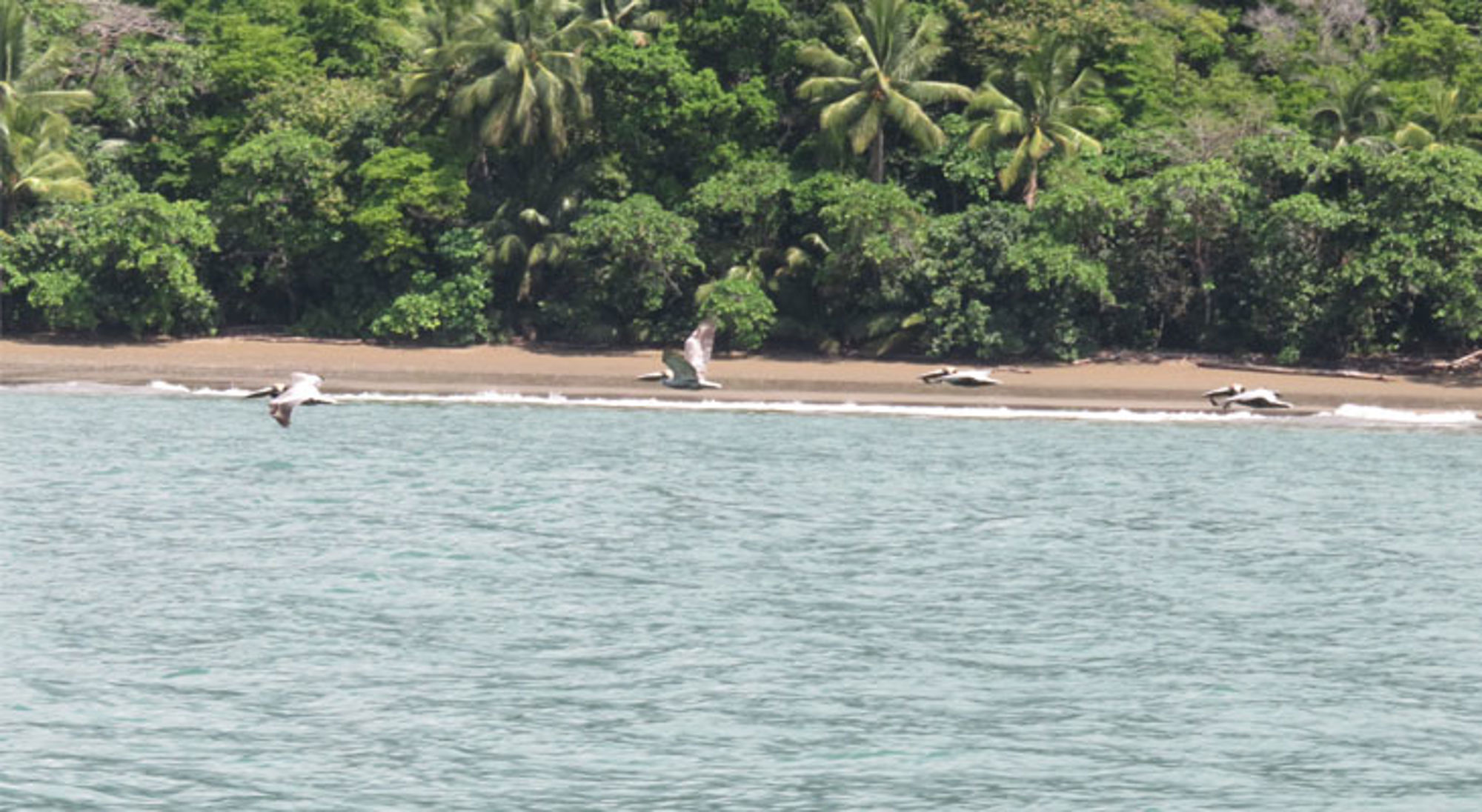 Pelikanen Marino Ballena Pelikanen vliegen langs een tropisch strand met palmbomen en dichte jungle op de achtergrond.