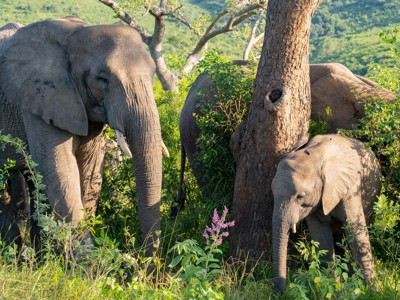 Olifantenfamilie tussen het groen tijdens de route door Zuid-Afrika.