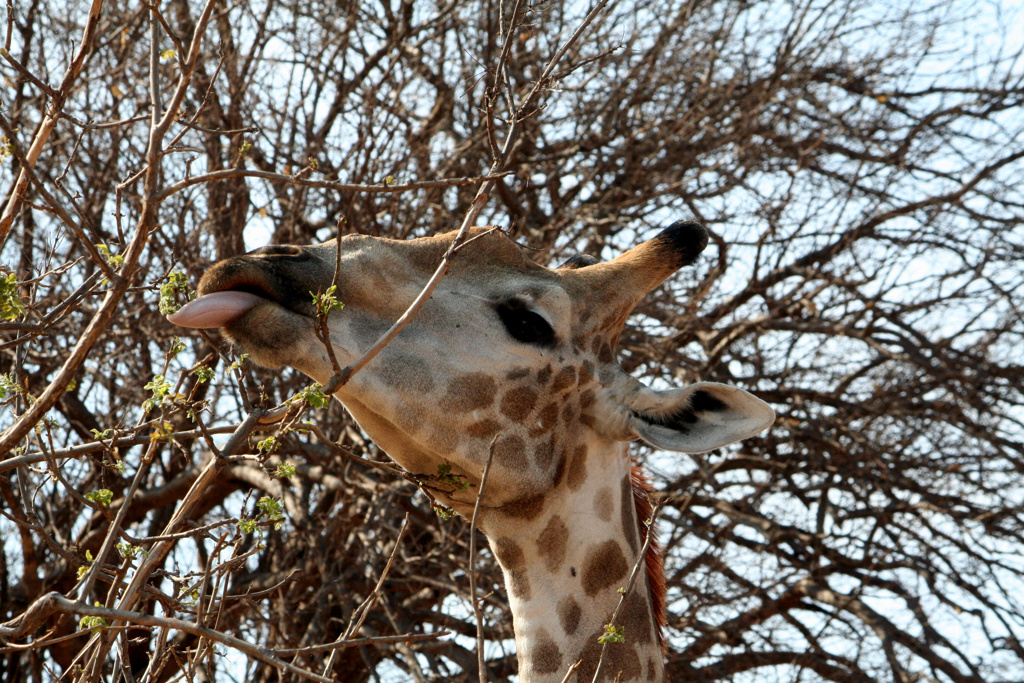 Giraffe eet bladeren uit een struik tijdens familiereis Namibië, Botswana en Zimbabwe.