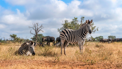 Bewonder wilde dieren in hun natuurlijke leefomgeving