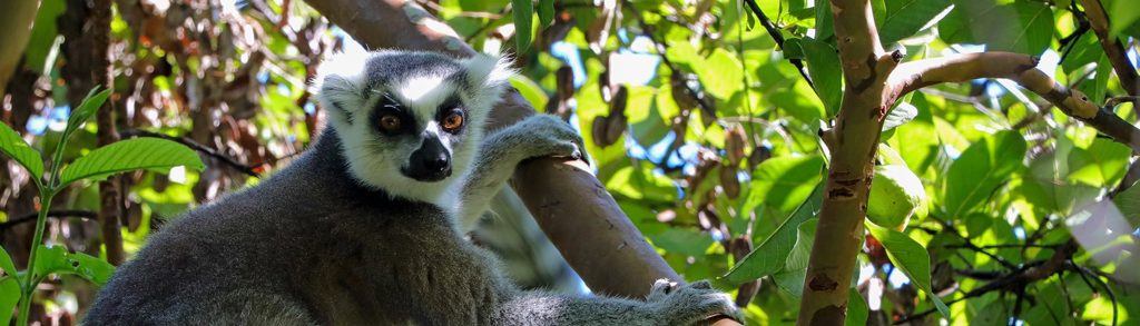 Ringstaartmaki in een boom op Madagascar tijdens een familiereis.