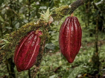 Twee rijpe cacaovruchten aan een met mos begroeide tak in het regenwoud van Nicaragua.