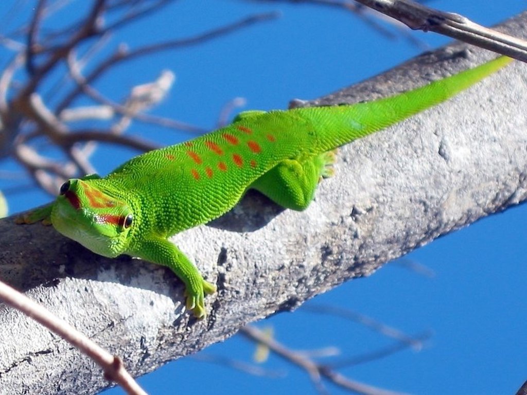 Baobabbomen bij zonsondergang tijdens een familiereis in Madagascar.