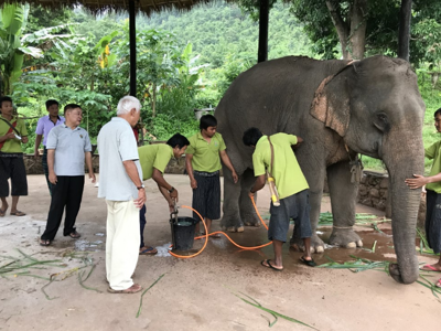 Verzorgers wassen een olifant in een opvangcentrum tijdens de 25-daagse Myanmar rondreis.