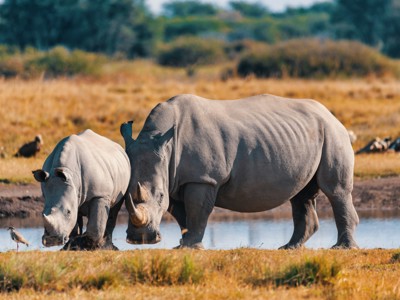 Twee witte neushoorns bij een waterplas tijdens de route Windhoek - Victoria Falls.