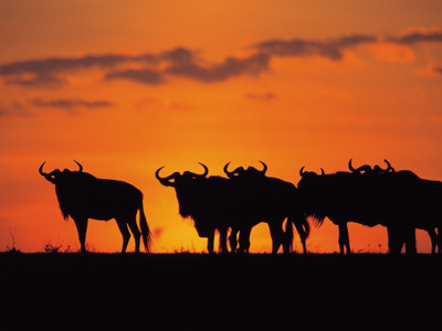 Silhouetten van gnoes bij zonsondergang tijdens Route Kenia.