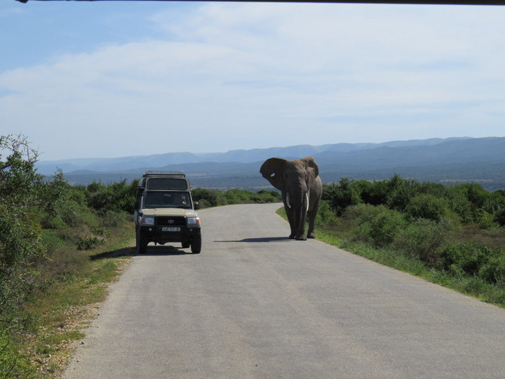 Olifant op de weg naast safariwagen tijdens groepsrondreis Zuid-Afrika Tuinroute.