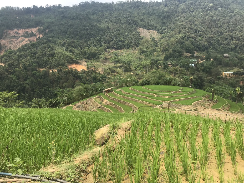 Groene rijstterrassen in de heuvels van Vietnam tijdens een 22-35ers groepsrondreis.