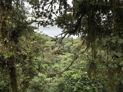 Uitzicht op dicht regenwoud met hangend mos en bomen in Costa Rica tijdens de Route Costa Rica .