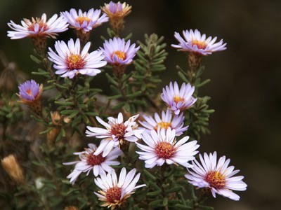 Paarse wilde bloemen in bloei langs de Route Ecuador en Galapagos, 21 dagen.