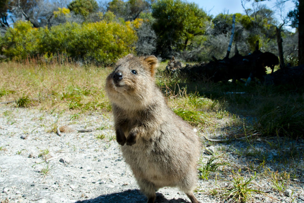 Quokka in de natuur tijdens een groepsrondreis door West-Australië.