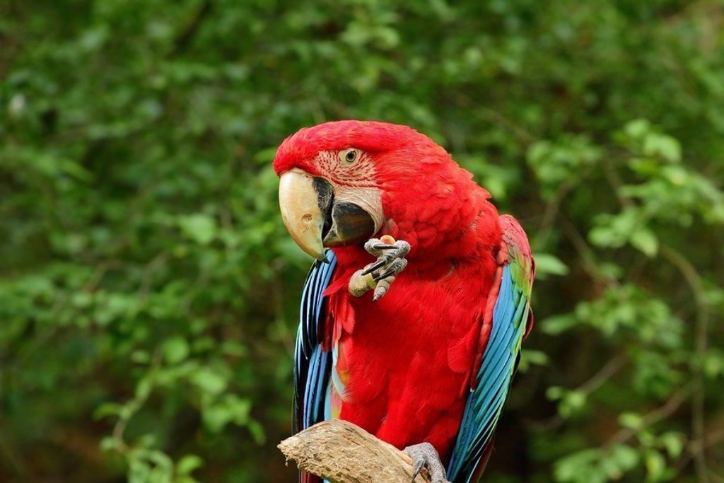 Groene papegaai in het regenwoud van Guatemala tijdens een groepsrondreis.